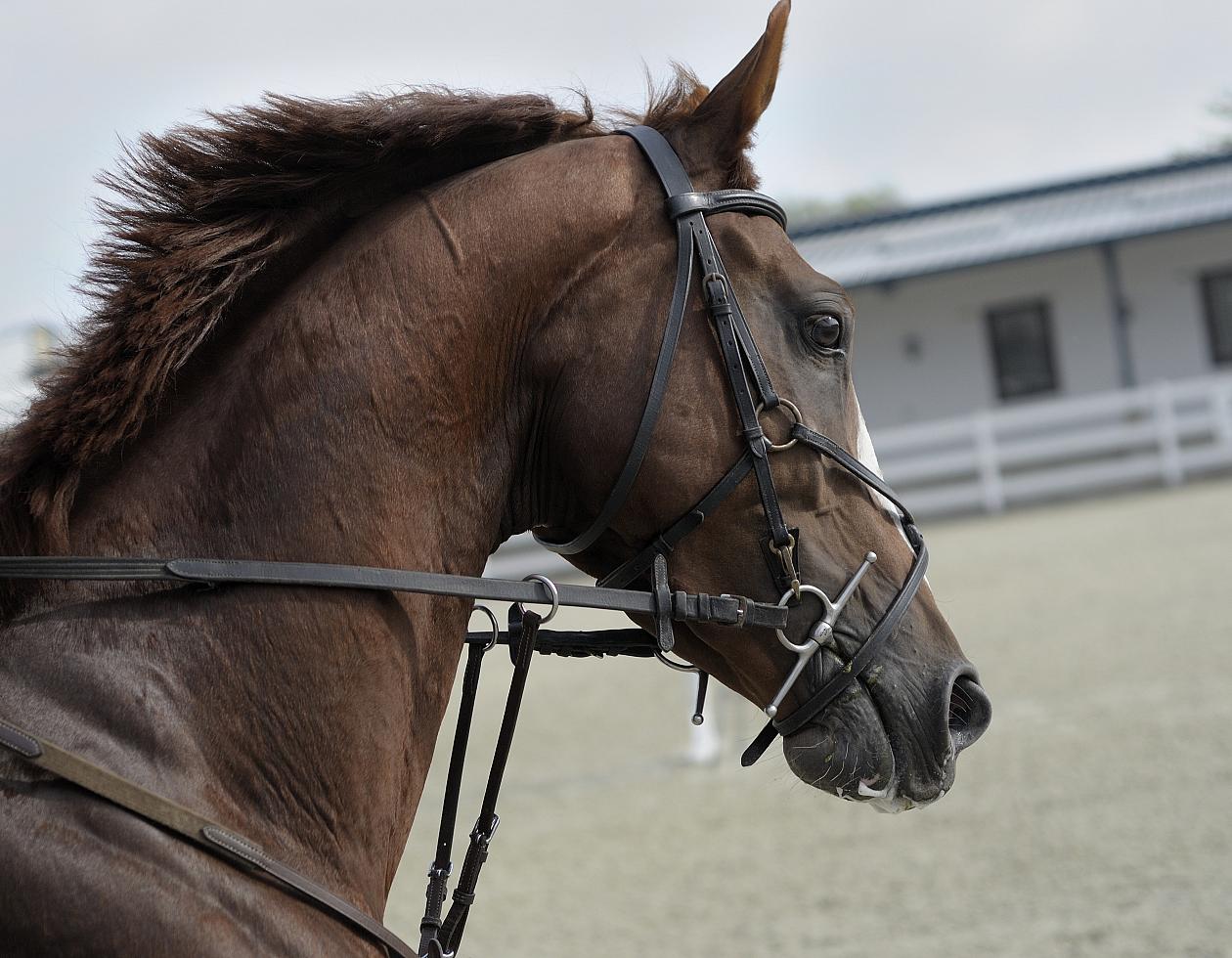 Equestrian wood chip